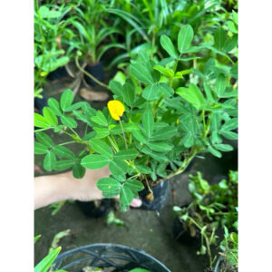 cỏ đậu phộng