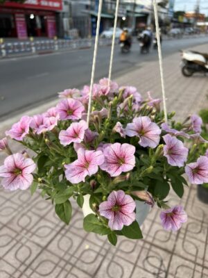 dạ yến thảo