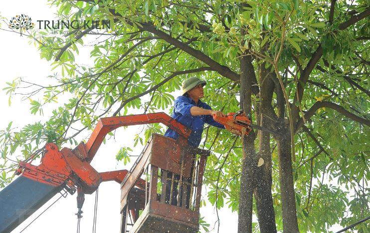 Dịch vụ chăm sóc cây xanh tận nhà: Giải pháp cho người yêu cây không có thời gian