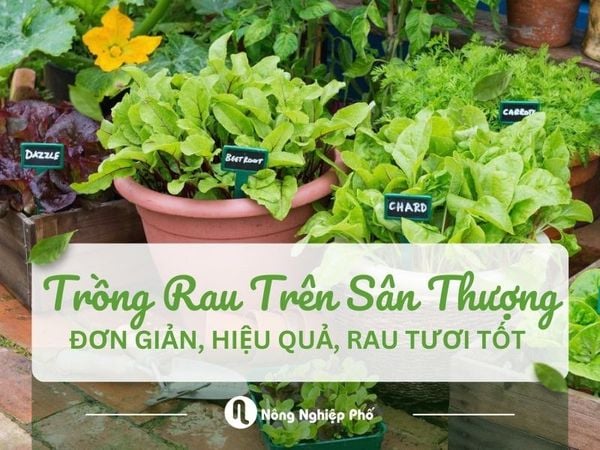 Giải pháp cải tạo đất cũ bạc màu sau mỗi vụ mùa trồng rau sân thượng