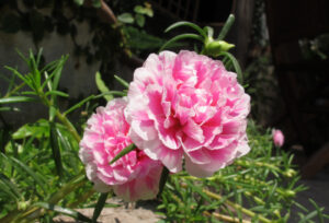 hoa mười giờ