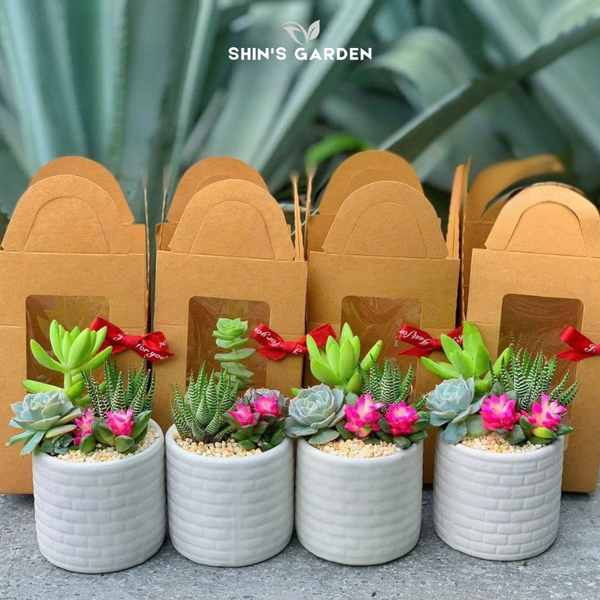 Hướng dẫn phối kết hợp (mix) nhiều loại cây trong cùng một chậu đá mài