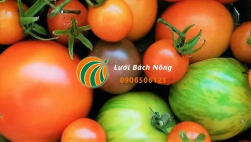 Hướng dẫn trồng cà chua bi sai quả trong chậu nhựa thông minh