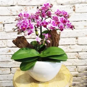 lan hồ điệp