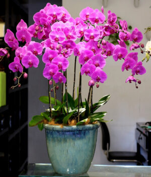 lan hồ điệp