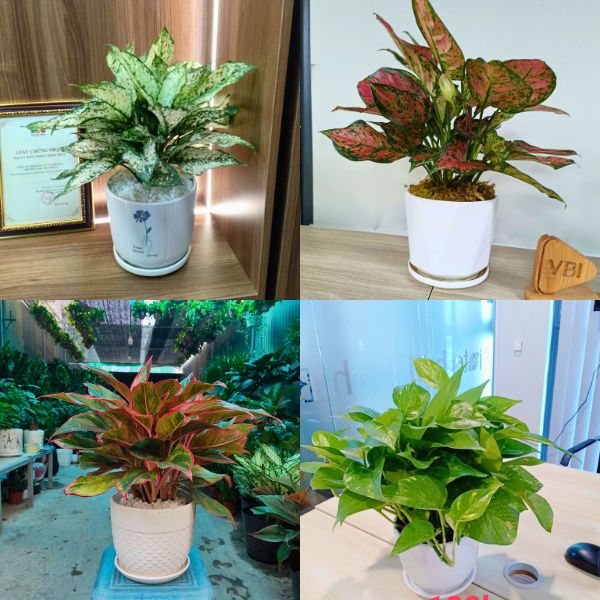 Lợi ích khi sử dụng dịch vụ thuê cây văn phòng thay vì mua đứt