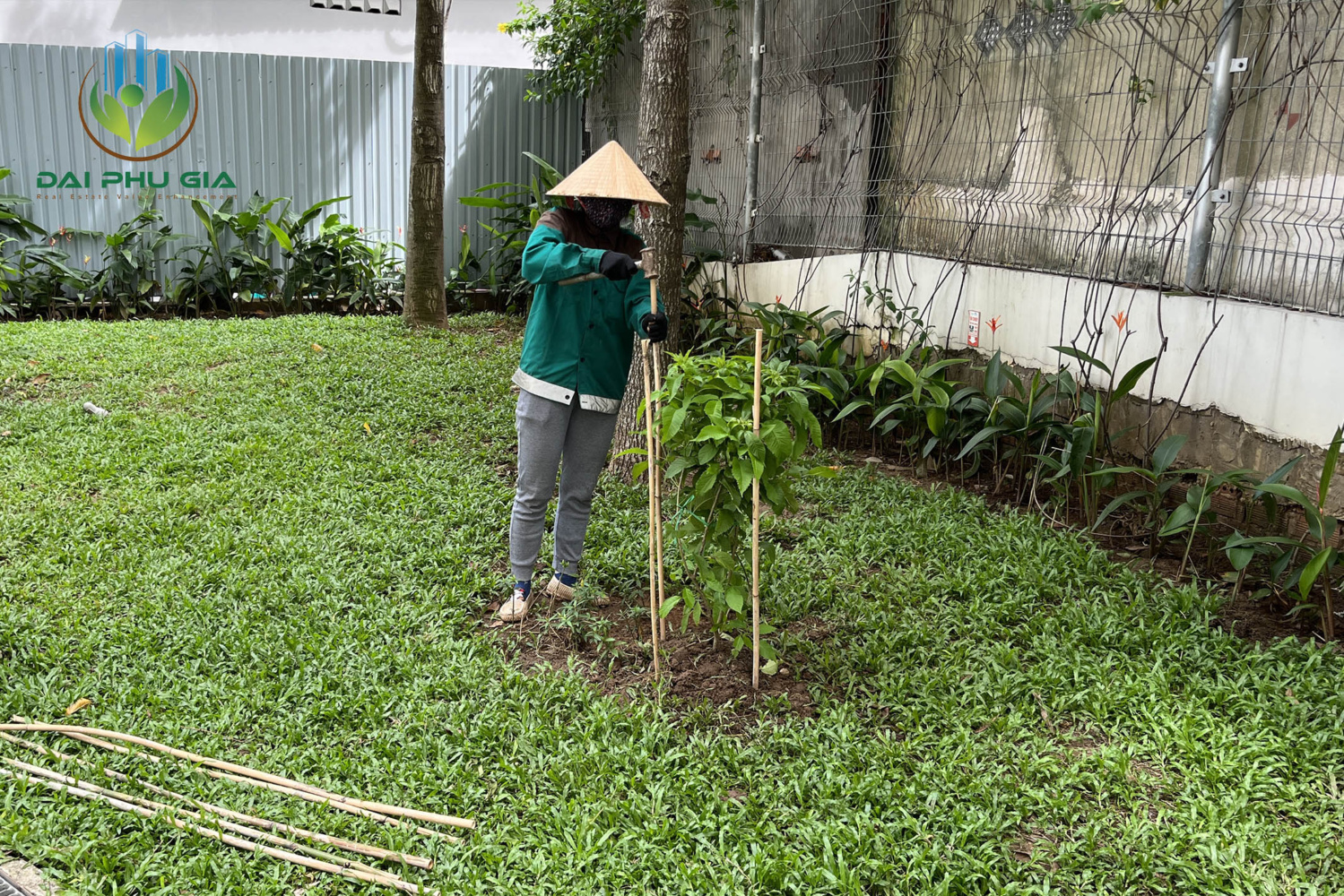 Quy trình bảo dưỡng cây xanh văn phòng chuyên nghiệp