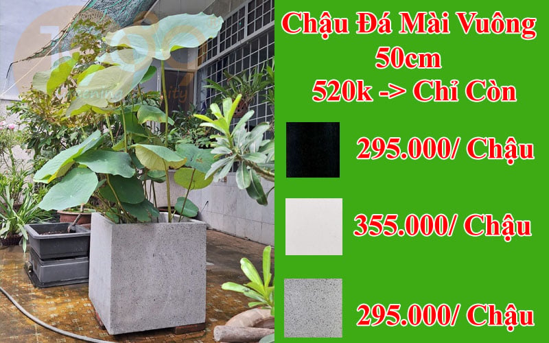 So sánh chậu đá mài và chậu xi măng truyền thống: Nên chọn loại nào?