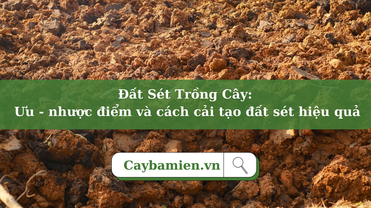Tại sao cần thay đất định kỳ cho cây trồng trong chậu và quy trình thực hiện?