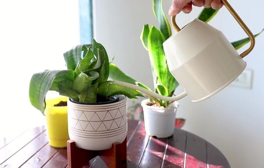 Tại sao cây Lưỡi Hổ là lựa chọn số 1 cho những ngôi nhà thiếu sáng?