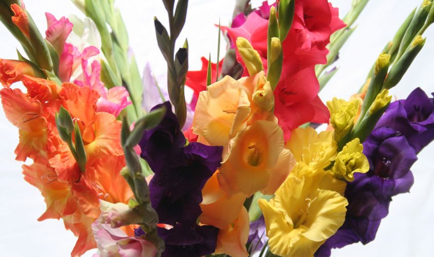 Top 10 loại hoa trang trí Tết mang lại thịnh vượng cho gia chủ