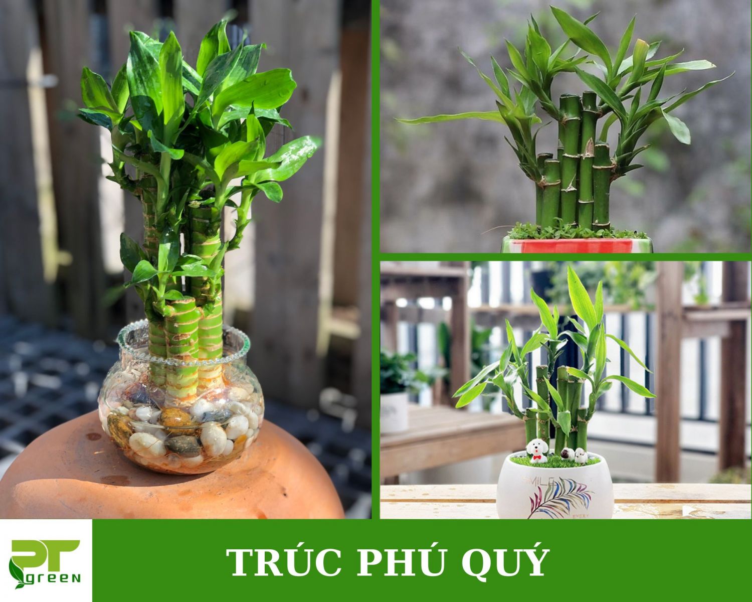Top 7 cây để bàn làm việc giúp giảm stress và hút bức xạ máy tính