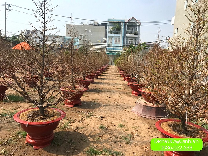 Cách Chăm Sóc Cây Mai Trong Chậu Sau Tết