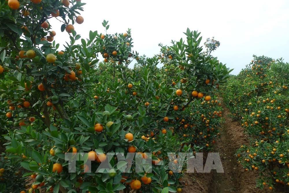 Cách chăm sóc cây quất trong chậu sau Tết