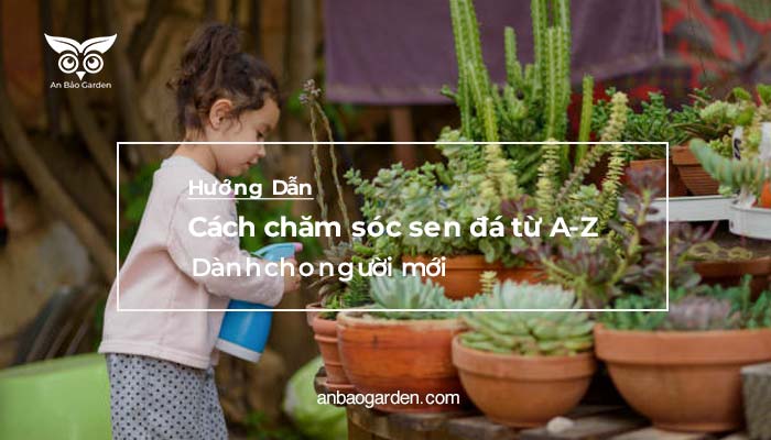 Cách chăm sóc cây sen đá đúng cách giúp cây phát triển khoẻ mạnh