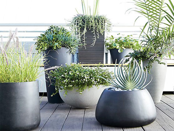 Cách Chọn Kích Thước Chậu Đá Mài Lớn Cho Cây Cảnh & Cây Công Trình