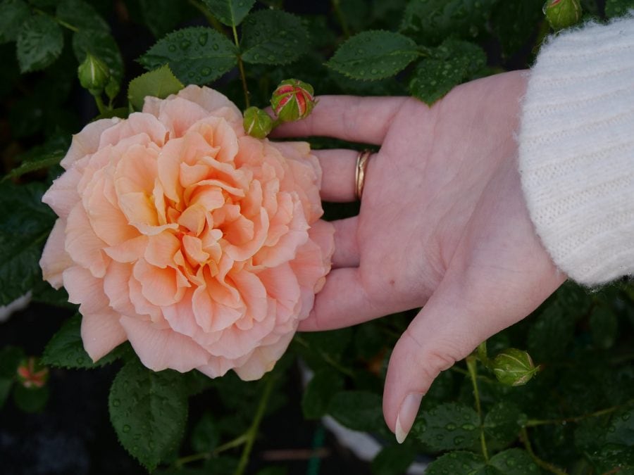 Cách làm hoa hồng ra nhiều nhánh đúng kỹ thuật