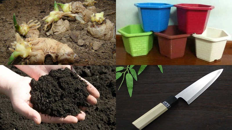 Cách trồng gừng tại nhà hiệu quả dễ chăm sóc