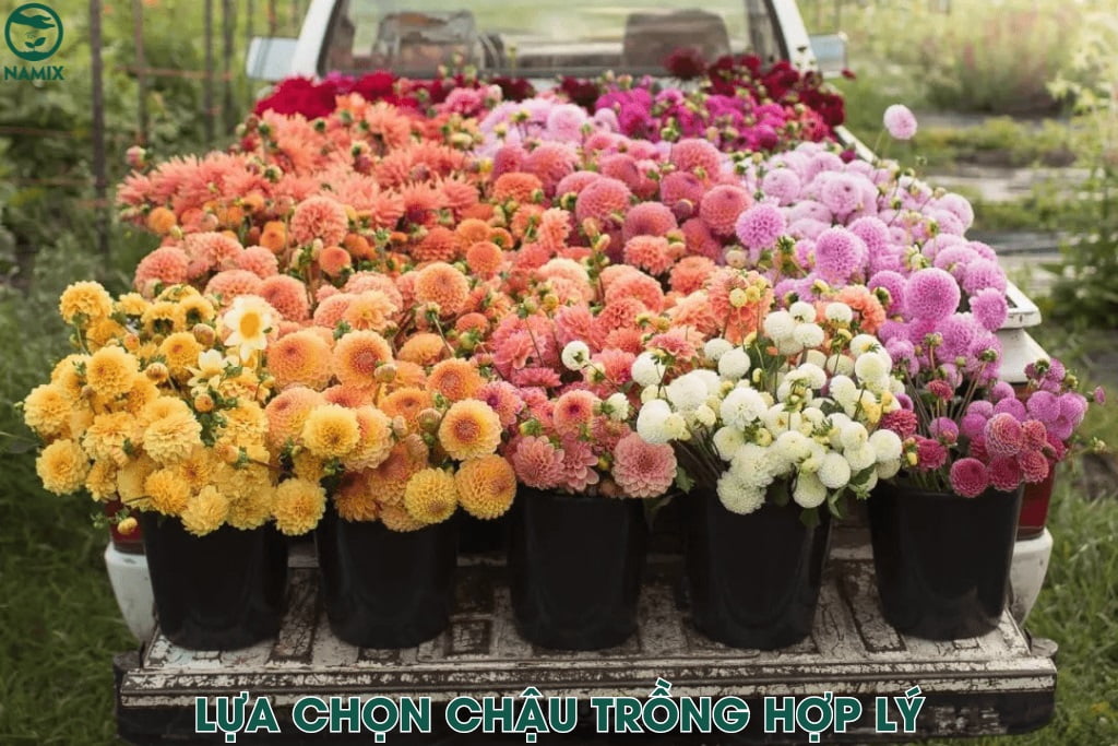 Cách trồng hoa thược dược bằng cành