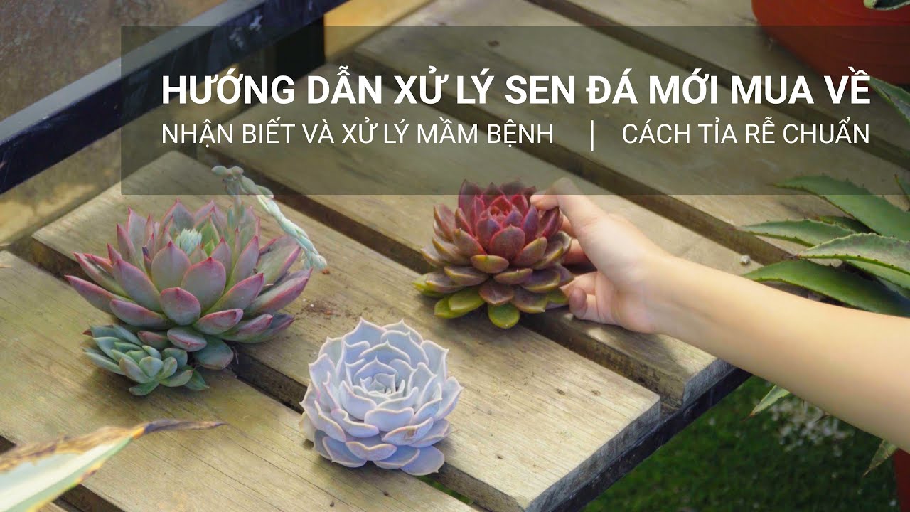 Cách trồng sen đá từ lá tại nhà đơn giản ai cũng có thể làm được