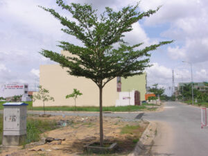 cây bàng đài loan