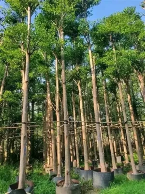 cây bàng đài loan