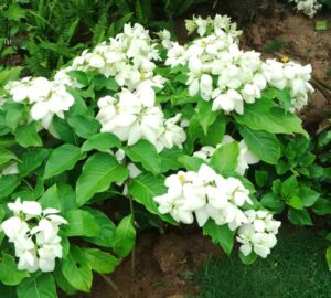 cây bướm bạc
