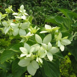 cây bướm bạc