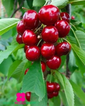cây cherry mỹ