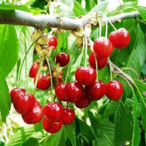 cây cherry mỹ