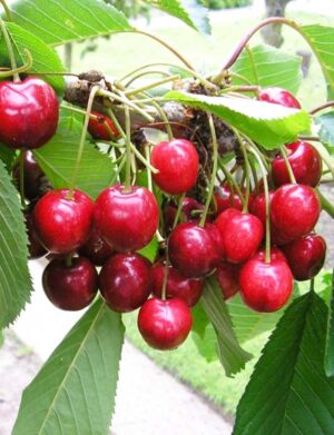 cây cherry mỹ