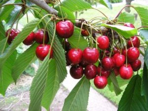 cây cherry mỹ