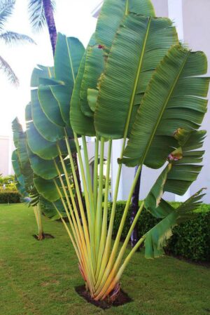 cây chuối rẻ quạt