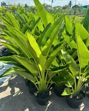 cây chuối rẻ quạt