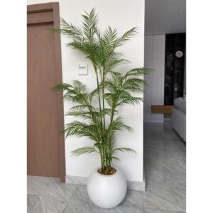 cây cọ cảnh