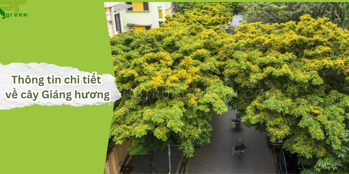 Cây giáng hương là gì? Đặc điểm, công dụng và cách trồng hiệu quả