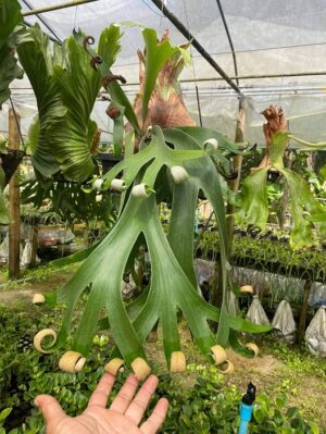 cây ổ rồng