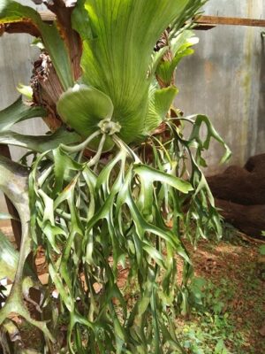 cây ổ rồng