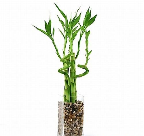 cay-phat-loc-3 cây phát lộc