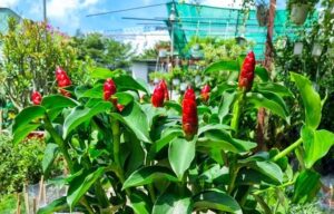cây phúc lộc thọ
