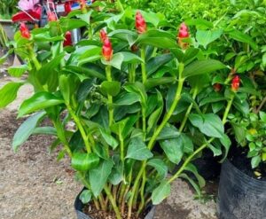 cây phúc lộc thọ