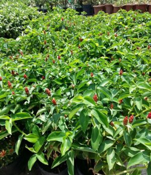 cây phúc lộc thọ