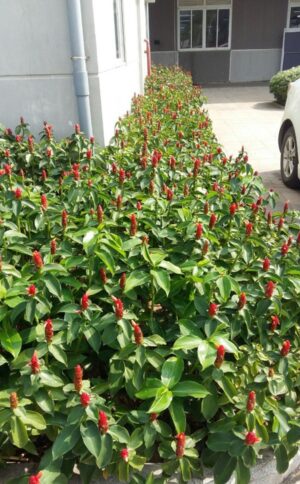 cây phúc lộc thọ