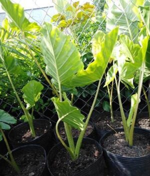 cây ráy cảnh