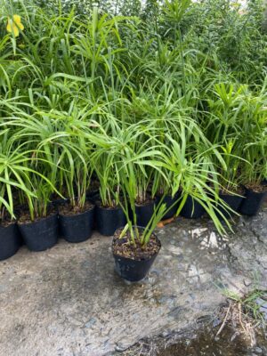 cây thủy trúc