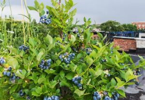 cây việt quất