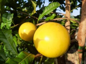 cây vú sữa hoàng kim