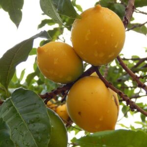 cây vú sữa hoàng kim