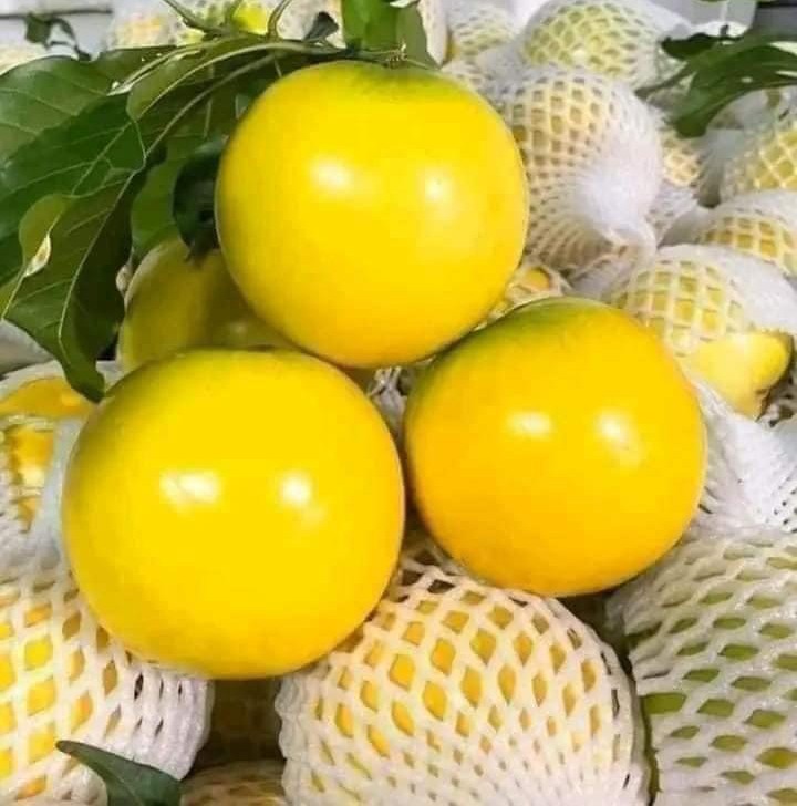 cay-vu-sua-hoang-kim-4 cây vú sữa hoàng kim