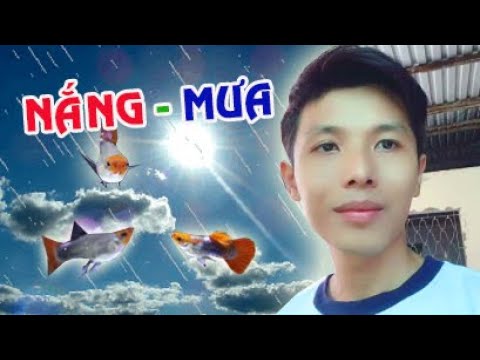 Chậu đá mài nuôi cá: Bí quyết setup cho người đam mê